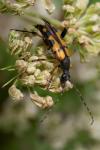 Rutpela maculata