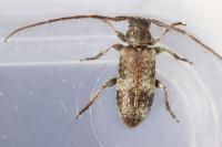 Exocentrus adspersus