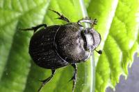Onthophagus verticicornis