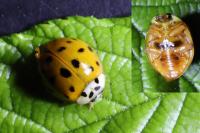 Harmonia axyridis