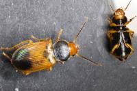 Diachromus germanus