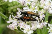 Stenurella melanura