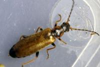 Rhagonycha nigriventris