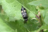 Variimorda