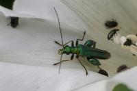 Oedemera nobilis