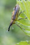 Lixus iridis