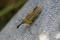 Lixus iridis