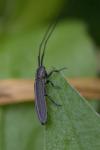 Calamobius filum