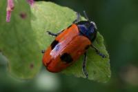 Clytra laeviuscula