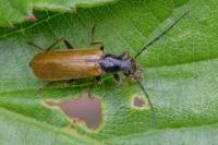 Rhagonycha nigriventris