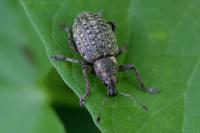 Liophloeus tessulatus