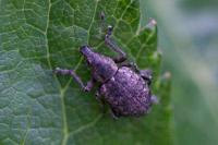 Liophloeus tessulatus