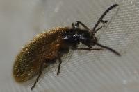 Lagria hirta