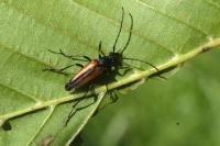 Stenurella melanura