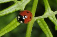 Coccinella septempunctata