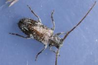 Exocentrus adspersus