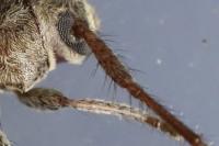 Exocentrus adspersus