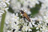 Oedemera podagrariae