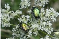 Cetonia aurata