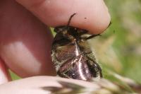 Cetonia aurata