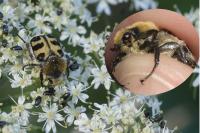 Trichius gallicus