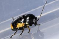 Cryptocephalus moraei