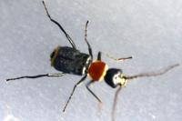 Axinotarsus ruficollis