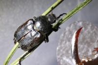 Hoplia philanthus