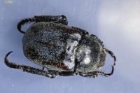 Hoplia philanthus