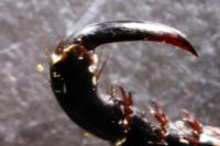 Hoplia philanthus