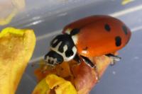 Hippodamia variegata