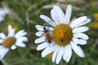 Stictoleptura fulva