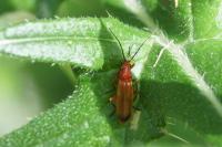 Rhagonycha fulva