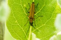 Oedemera podagrariae
