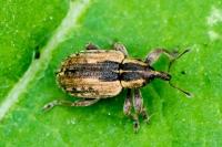 Hypera postica
