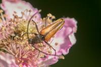 Stenurella melanura