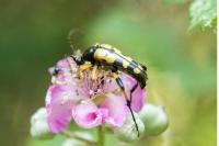 Rutpela maculata