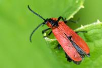 Lygistopterus sanguineus