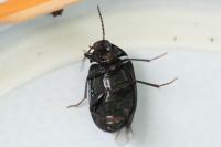 Prionychus fairmairii