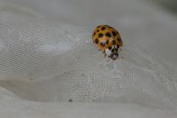 Harmonia axyridis