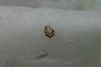 Tytthaspis sedecimpunctata