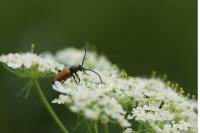 Stictoleptura fulva