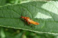 Rhagonycha fulva
