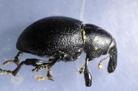 Liparus coronatus