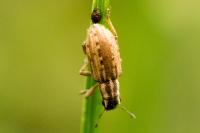 Sitona macularius