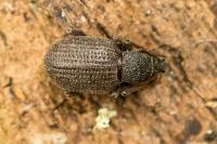 Otiorhynchus rugosostriatus