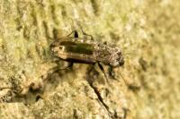 Notiophilus quadripunctatus