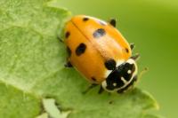 Hippodamia variegata
