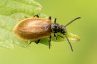 Lagria hirta