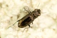 Notiophilus quadripunctatus